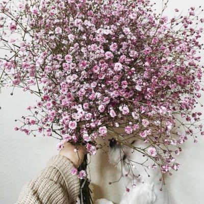 用鲜花做微信头像