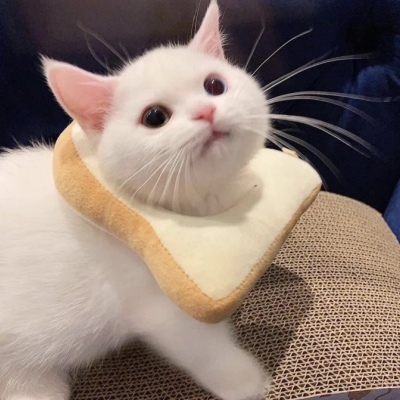 小猫可爱头像 7