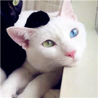 小猪佩奇骂人头像 6