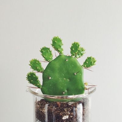 微信头像植物花卉图片 3