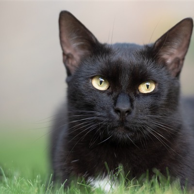 黑暗系压抑头像孤独黑猫 9