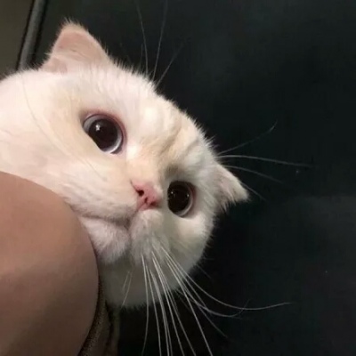 猫和老鼠搞笑头像 9