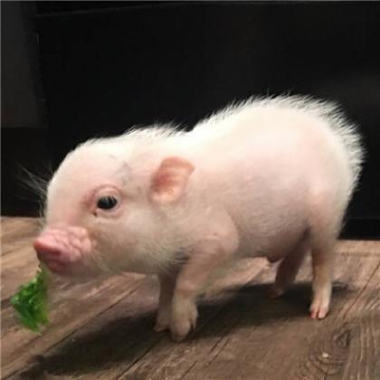 小猪佩奇骂人头像