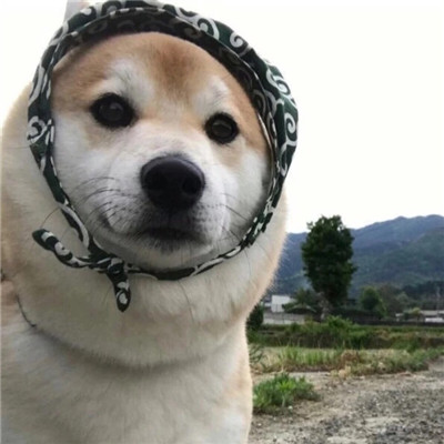 狗头像搞笑可爱 2