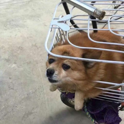 好看的微信头像动物 7