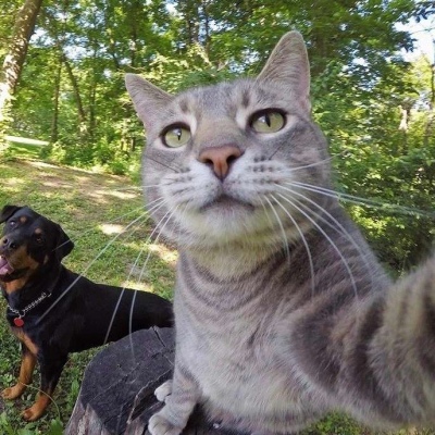 猫咪搞笑图片头像 逗比 8