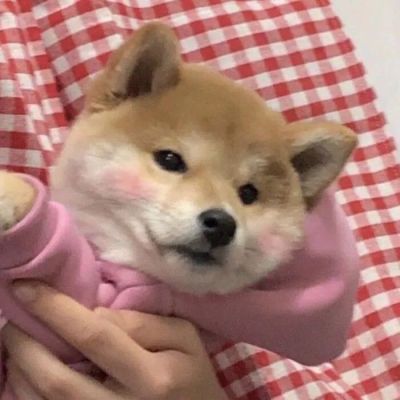 耀阳头像柴犬