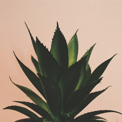 植物微信头像图片大全可爱 7