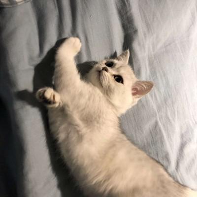 猫头像搞怪 1