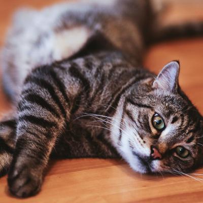 猫咪头像图片微信头像 6