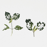 头像图片大全唯美鲜花 6