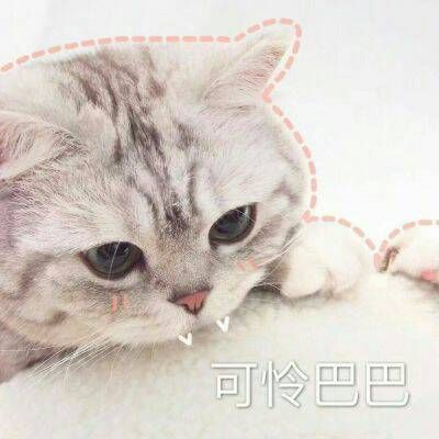 2023年最火微信动物头像 8