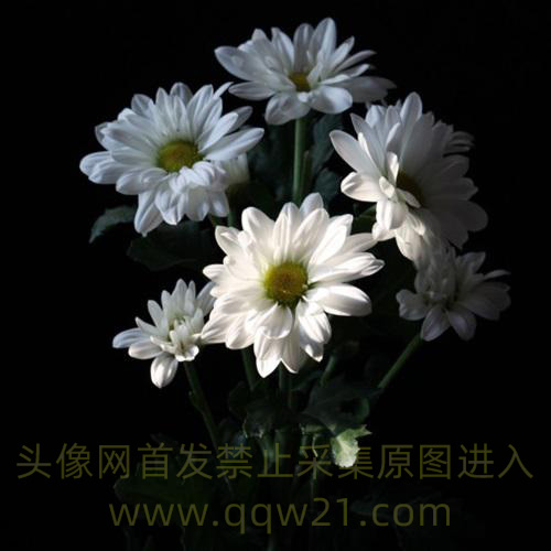 花朵头像微信中年人 2