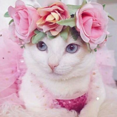 小猫可爱头像 5