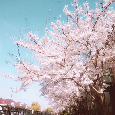属鸡微信头像吉星植物 1