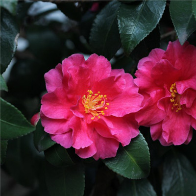 微信头像花花朵淡雅 5