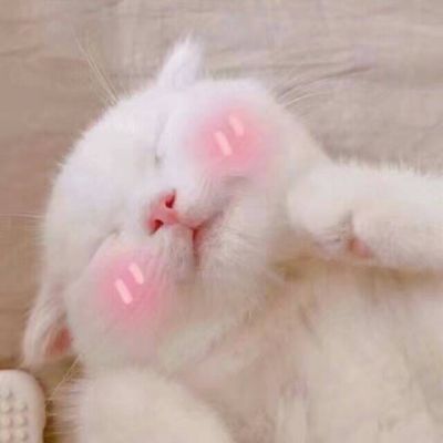 驴图片搞笑头像 5
