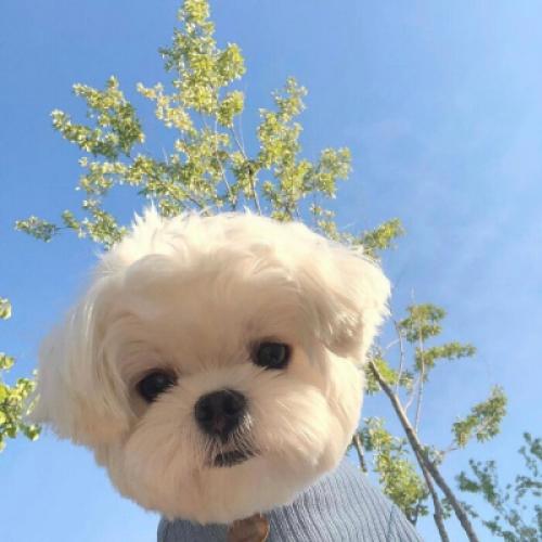 qq头像小狗 8