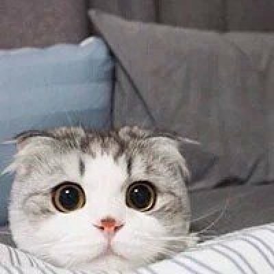 夏目友人帐猫咪头像 2
