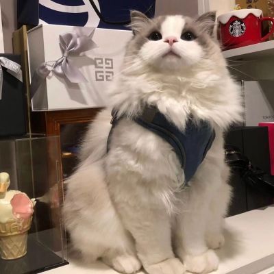 猫咪头像图片微信头像 3