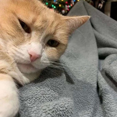 猫和老鼠搞笑头像 7