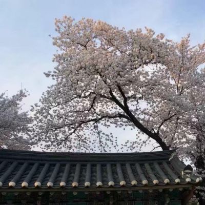 最美的头像 7