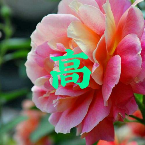 2023新款头像花朵女生好运 4