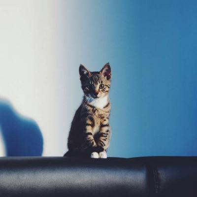小猫微信头像大全可爱 4