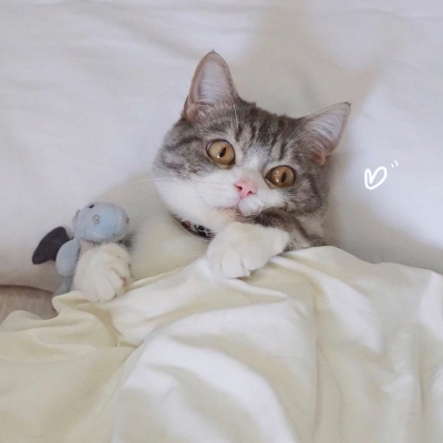 猫猫可爱头像 7