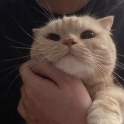 超可爱猫咪头像高清 8