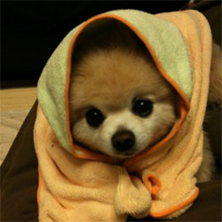 qq头像小狗 3