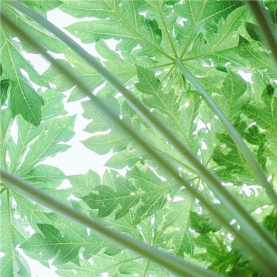 方形头像框绿色 6