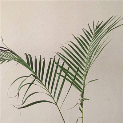 微信头像植物大战僵尸 2
