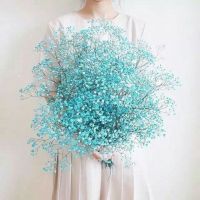 植物头像大全 6