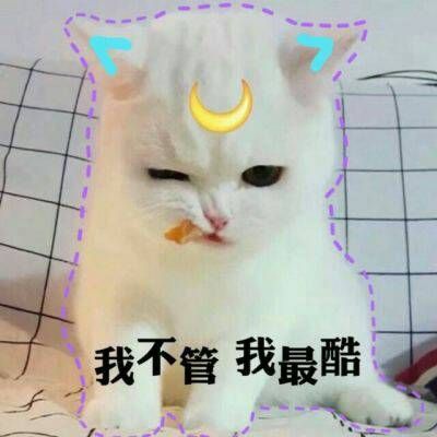 2023年最火头像可爱动物 1