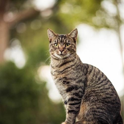 猫咪头像图片微信头像 4
