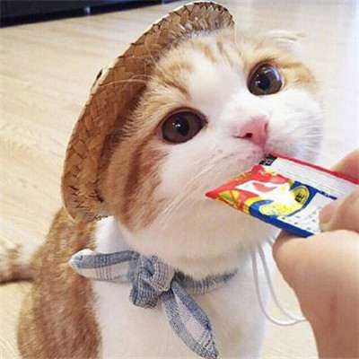 猫咪头像男生用 7