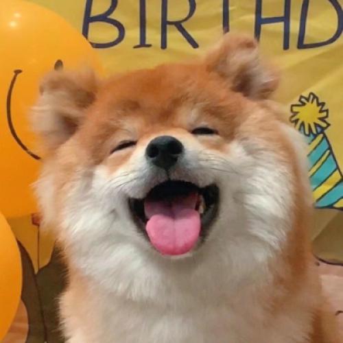 柴犬头像可爱图片