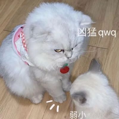 可爱猫咪情侣头像 1