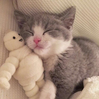 猫咪头像图片微信头像 1