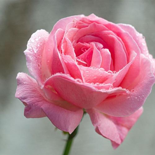 玫瑰花头像图片 3