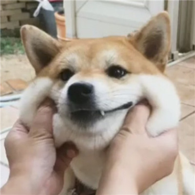 头像大全动物狗 3