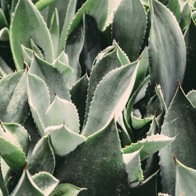 植物微信头像图片大全可爱 3