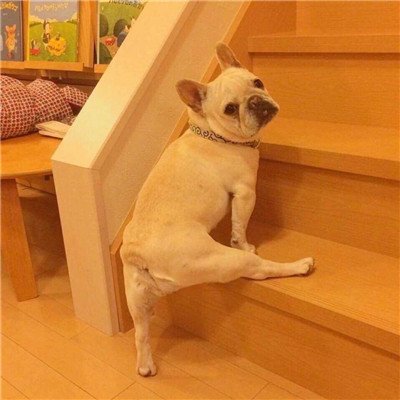 适合属狗的微信头像 6