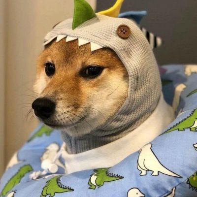 刘耀文同款头像柴犬 1