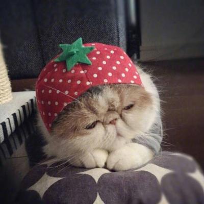 猫猫头像大全可爱 4