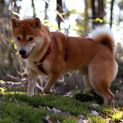 耀扬头像秋田犬 1