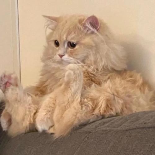 汤姆猫正常经典头像 6