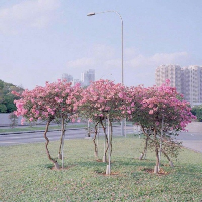 好看的头像图片 风景 1