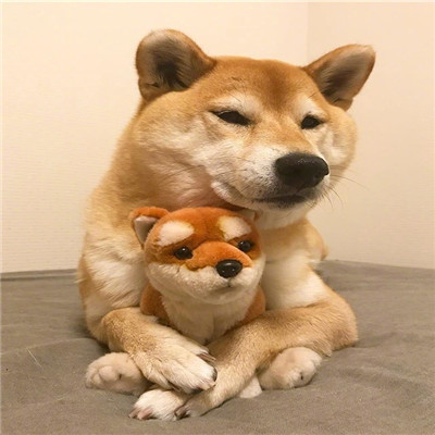 有一个柴犬头像的网站